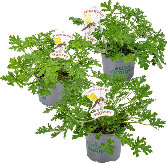 Bloomique - Set van 3 - Pelargonium Graveolens - Citroengeranium - Anti-Muggen - Geurend - Tuinplanten - Hoogte 15-30 cm - Pot 10,5 cm