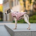 Greyhound in roze jas met bandjes, buiten op een grijze steen.