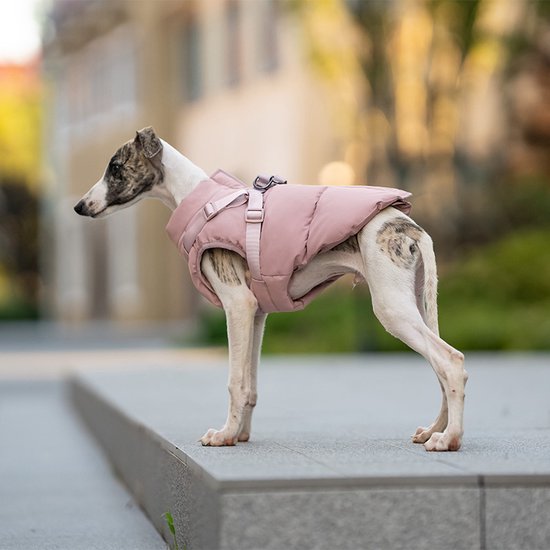 Greyhound in roze jas met bandjes, buiten op een grijze steen.