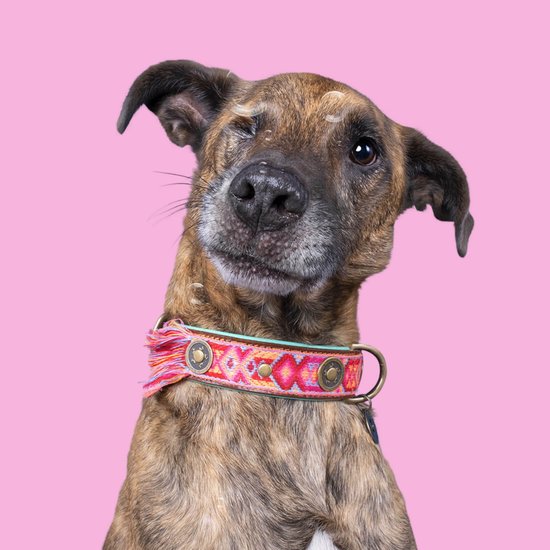 DWAM Dog with a Mission Halsband Hond – Hondenhalsband – Roze – Leer – XS – Halsomvang 23-29 cm – Boho Rosa