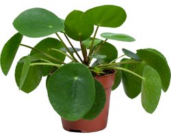 Bloomique - Pilea Peperomioides - Pannenkoekenplant - Kamerplanten - Luchtzuiverend - Diervriendelijk - 15-20 cm Hoog - Pot 12 cm