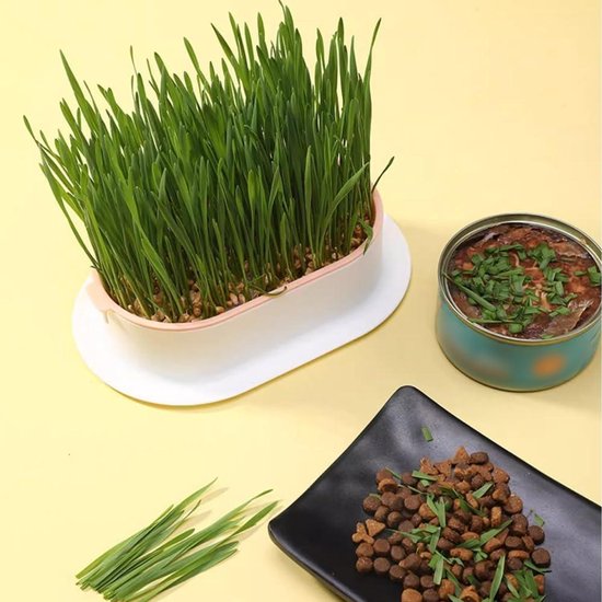 Petsnack Kattengras Parapluplant Cyperus alternifolius 'Zumula' potmaat 12 cm H 15-25 cm 3-pack kopen