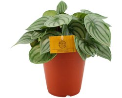 Omslag van Peperomia argyreia - Hoogte 25cm - Pot 12cm