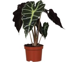 Alocasia Polly - Hoogte 30cm - Pot 12cm