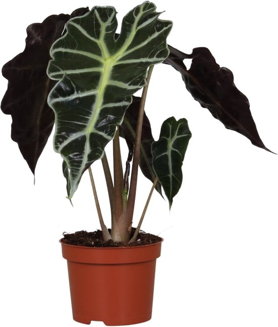 Alocasia Polly - Hoogte 30cm - Pot 12cm