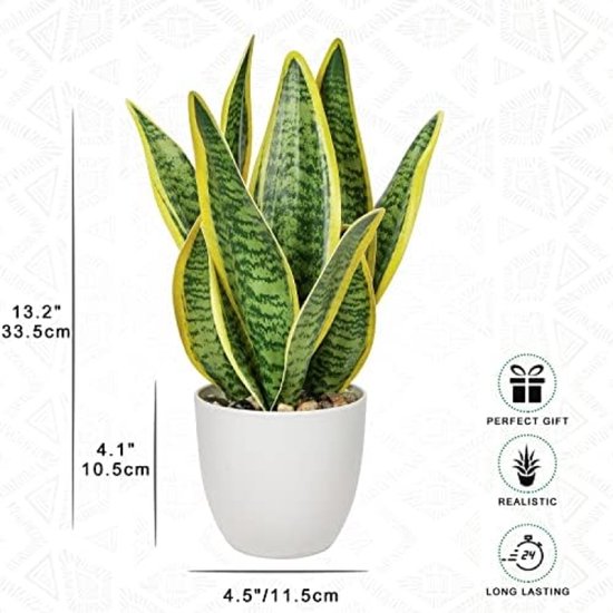 Binnenplant Sansevieria online bestellen