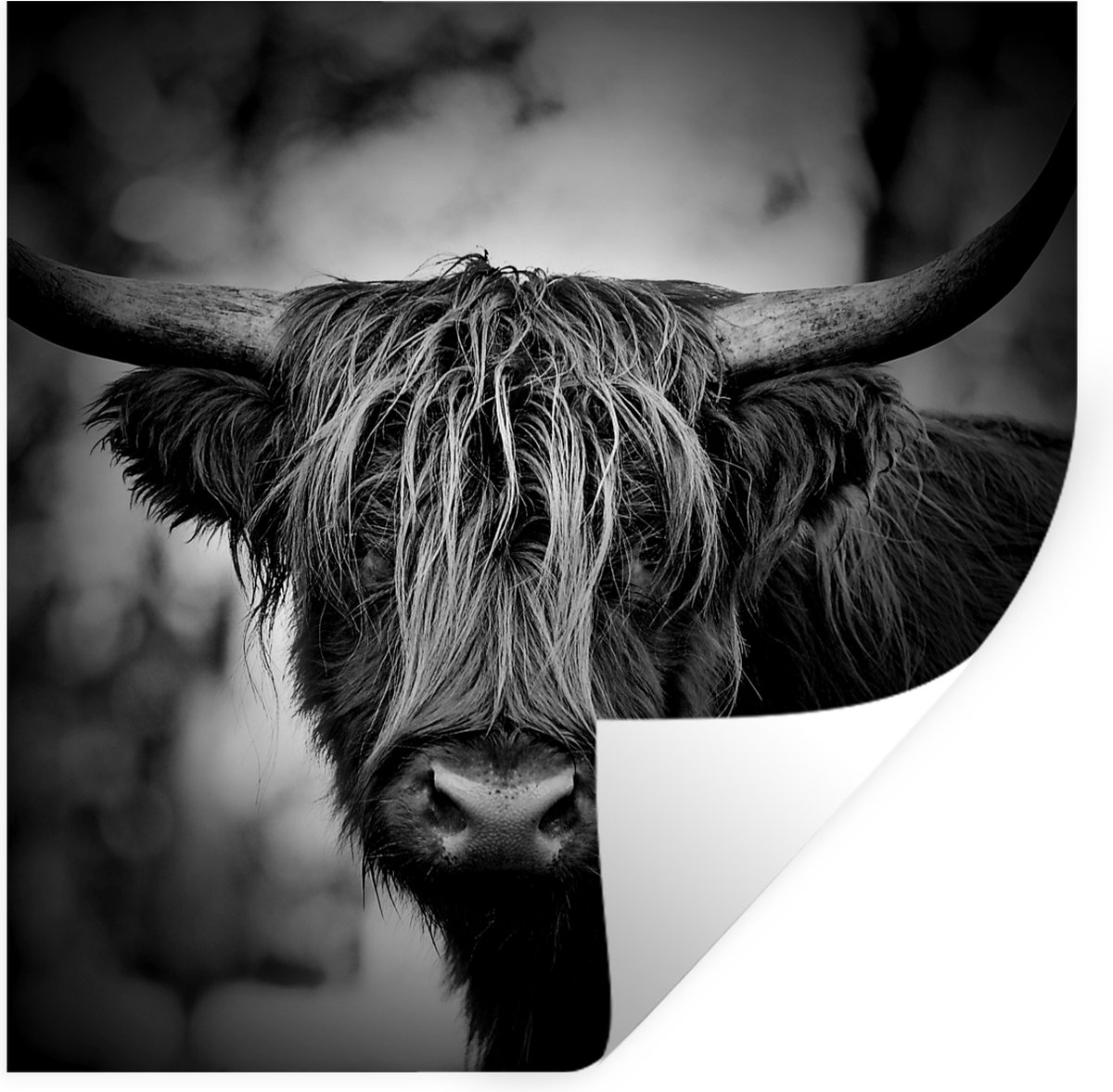 Muurstickers - Sticker Folie - Schotse hooglander - Licht - Portret - Natuur - 120x120 cm 