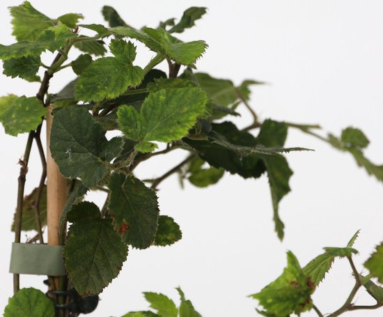 Close-up van groene bessenplant bladeren en steeltjes met een houten stok.