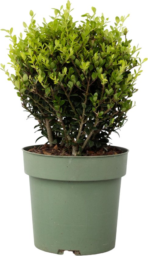 Ilex crenata 'Stokes'- bolvorm kopen | Japanse hulst Ilex crenata 'Stokes'- bolvorm kopen | Japanse hulst