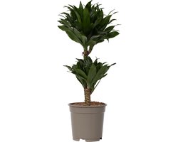 Plant in a Box - Dracaena deremensis 'Compacta' - Drakenboom - Kamerplant - ⌀ 17 cm - Hoogte 50 tot 65cm