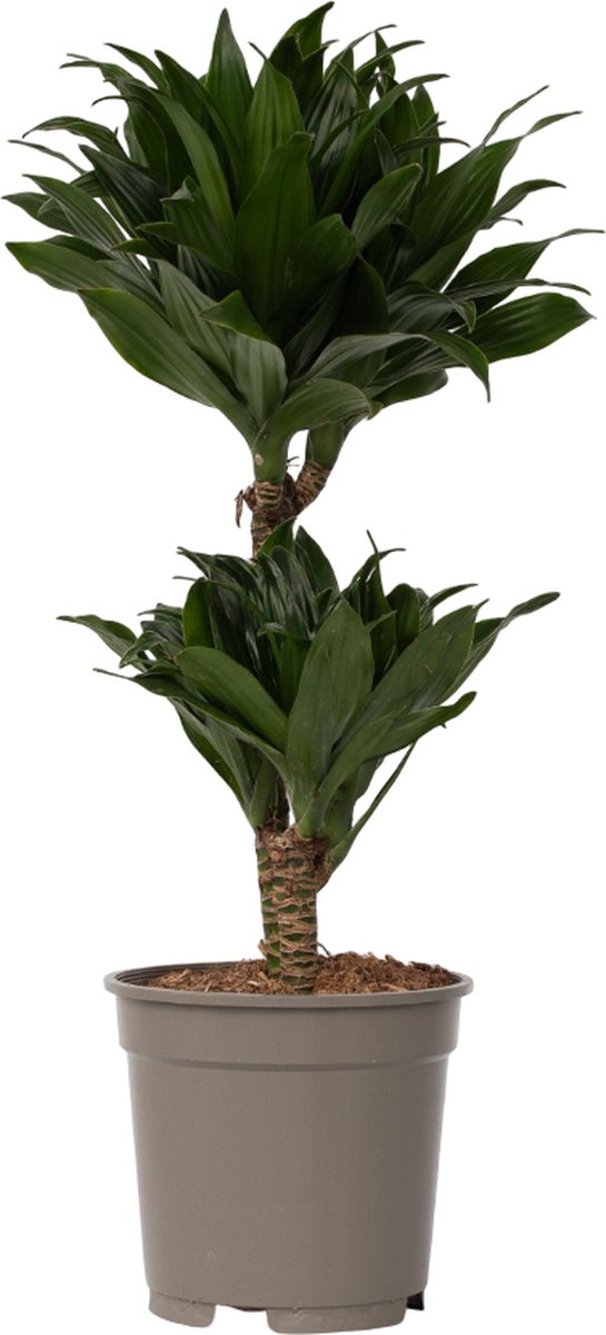 Plant in a Box - Dracaena deremensis 'Compacta' - Drakenboom - Kamerplant - ⌀ 17 cm - Hoogte 50 tot 65cm