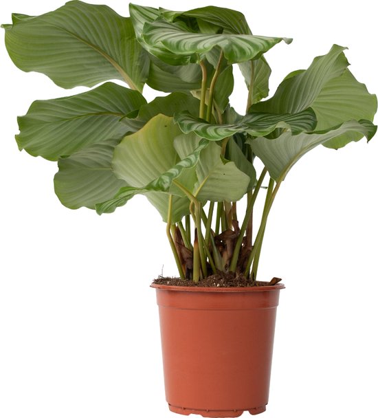 Calathea orbifolia