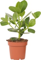 Plante en Boite - Cochon - Clusia rosea ' Princess' - Hauteur 25-35cm - Pot 12cm - Plante d'intérieur - Vert