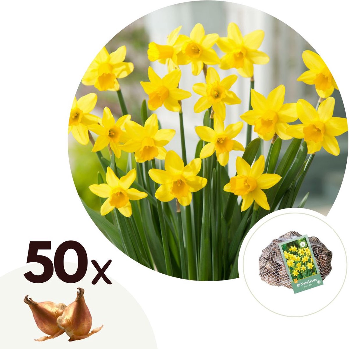 Plant in a Box - Narcissus Tête-à-Tête x50 - Narcisbollen - Meerjarige winterharde bloembollen voor in de tuin, terras of balkon