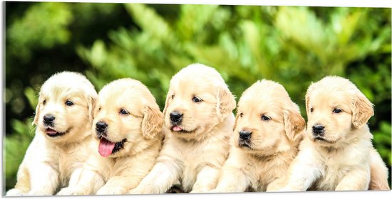 WallClassics - Acrylglas - Vijf Puppies op een Rij - 100x50 cm Foto op Acrylglas (Wanddecoratie op Acrylaat)