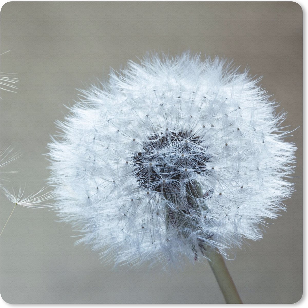 Muismat 20x20 cm - Mousepad Paardenbloem - Bloem - Plant - Muismatten