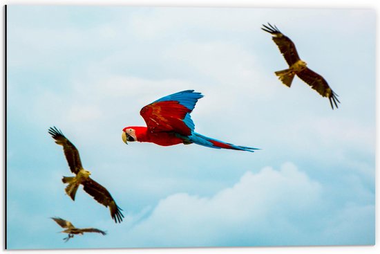 WallClassics - Dibond - Vliegende Vogels Ara Papegaaien - 60x40 cm Foto op Aluminium (Met Ophangsysteem)