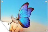 Tuindecoratie Vlinder - Paardebloem - Blauw - 60x40 cm - Tuinposter - Tuindoek - Buitenposter