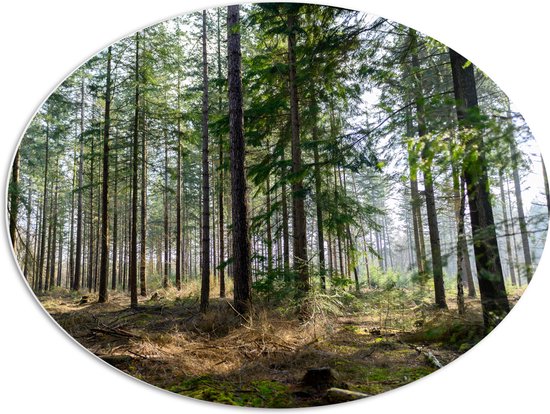 WallClassics - PVC Schuimplaat Ovaal - Hoge Naaldbomen in het Bos - 80x60 cm Foto op Ovaal  (Met Ophangsysteem)