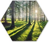 Hexagon wanddecoratie - Kunststof Wanddecoratie - Hexagon Schilderij - Bomen - Natuur - Bos - 75x65 cm