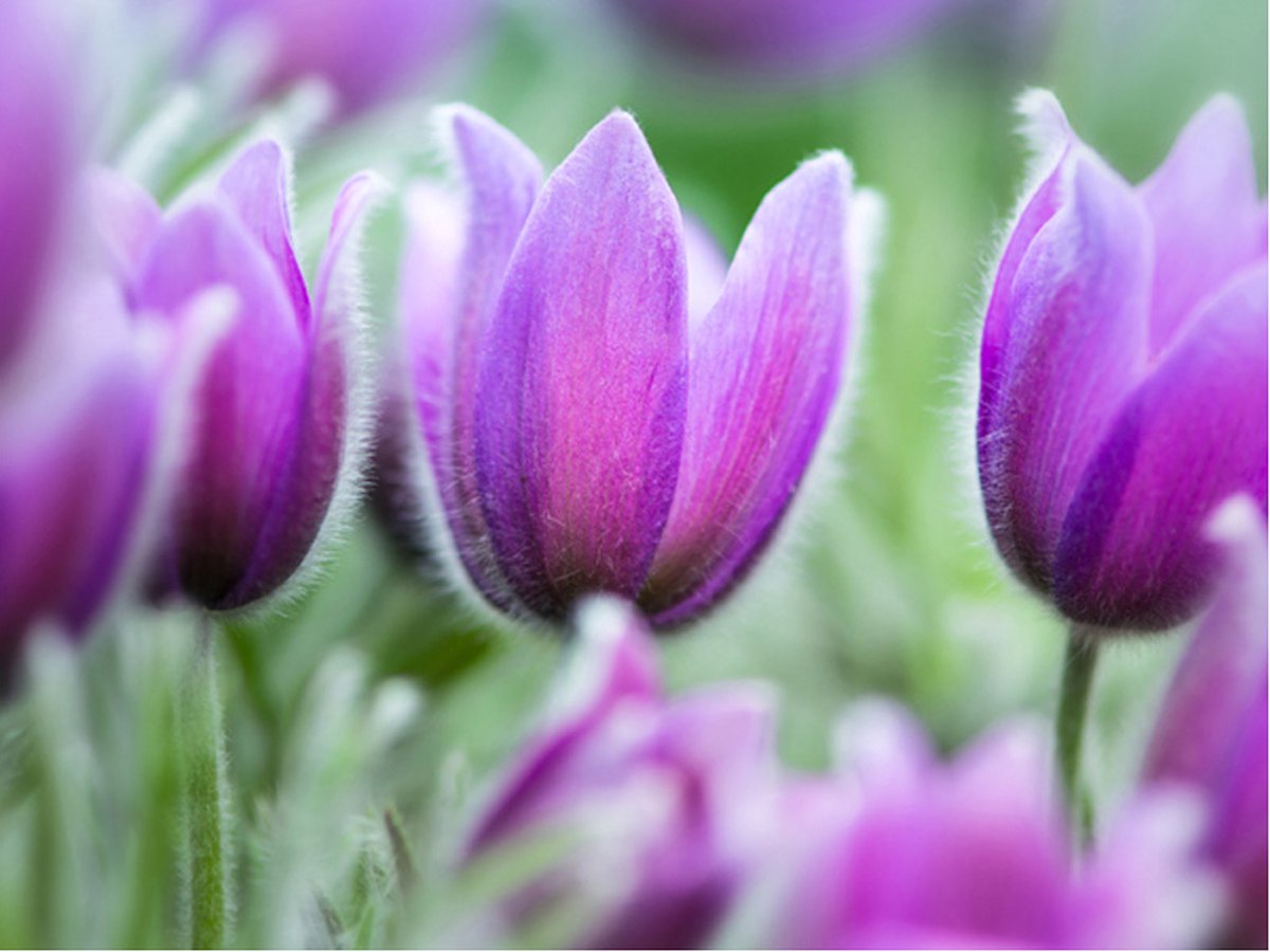 Fotobehang - Paars lente tulpen.