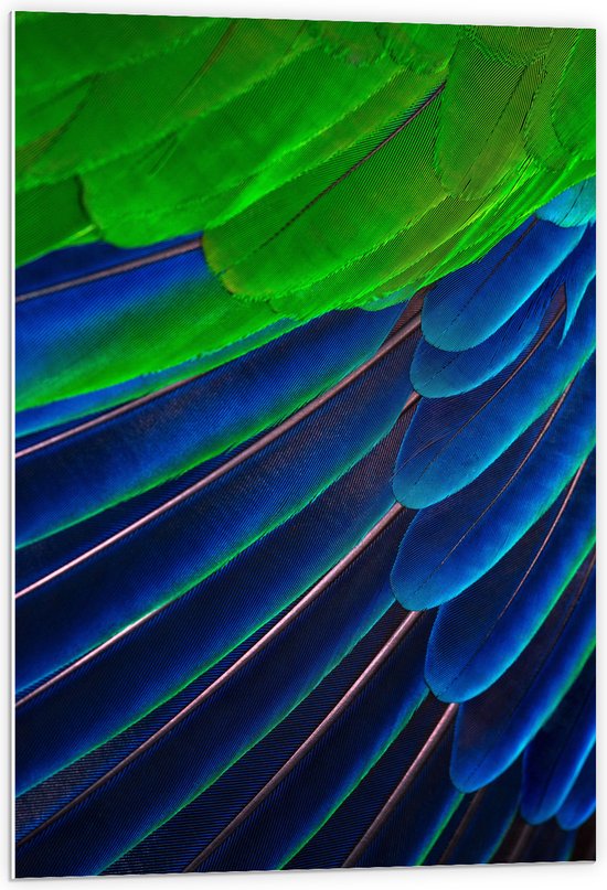 WallClassics - PVC Schuimplaat - Prachtige Blauwe en Groene Veren - 60x90 cm Foto op PVC Schuimplaat (Met Ophangsysteem)