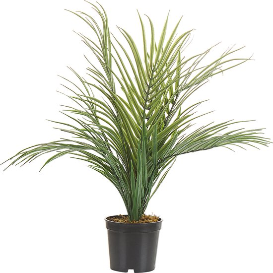 Tot 57% op XL Areca palm voor binnen | Producten