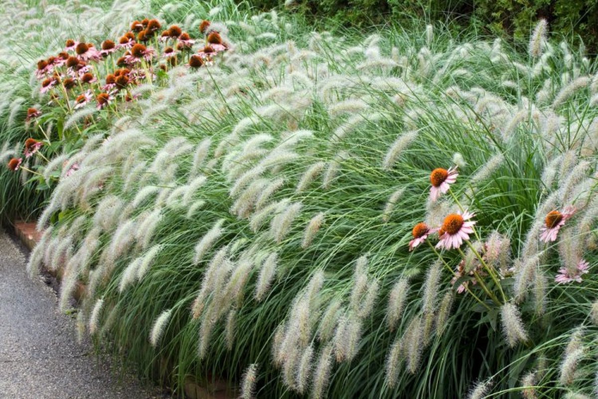 3 Stuks Pennisetum Alopecuroides Hameln P9 Bol 3-stuks-pennisetum-alopecuroides-hameln-p9-bol