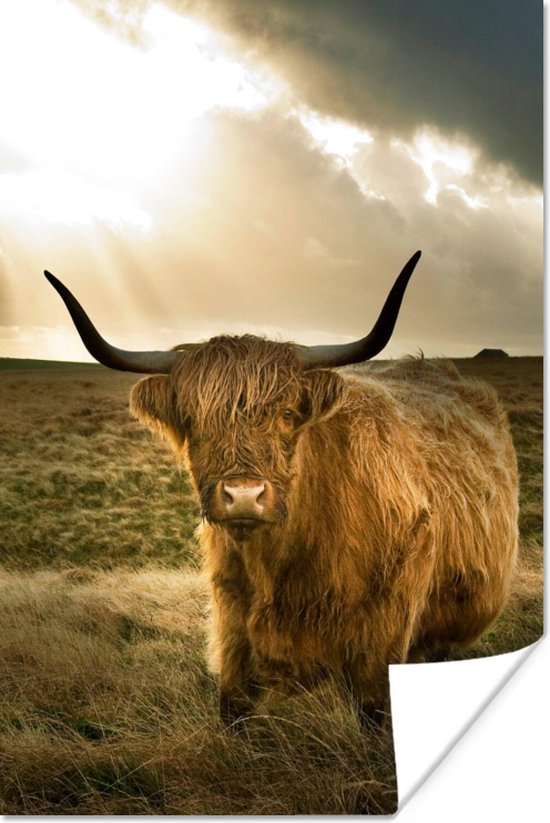 Affiche Highlander écossais - Soleil - Animaux - 60x90 cm