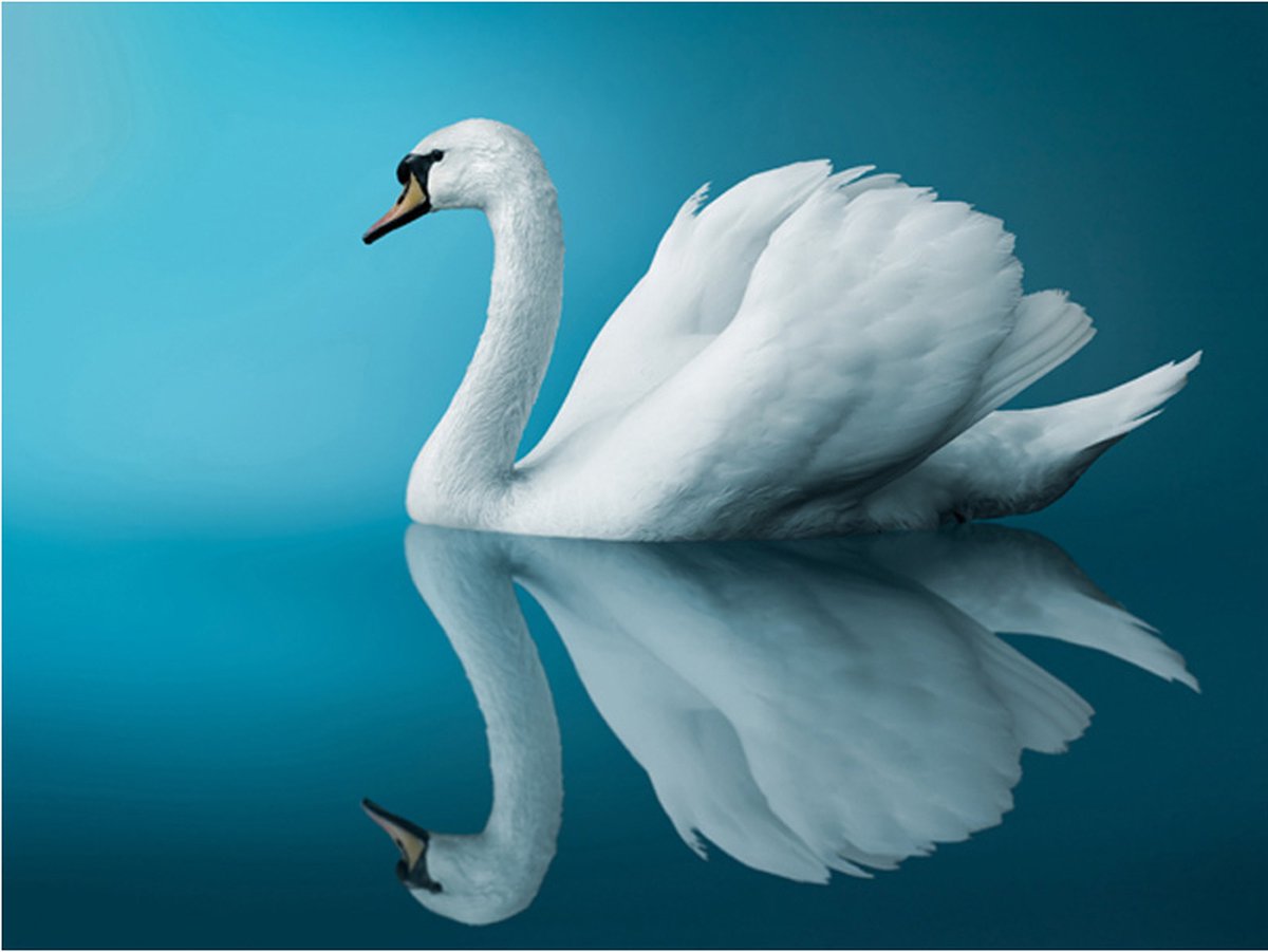 Fotobehang - zwaan - spiegeling.
