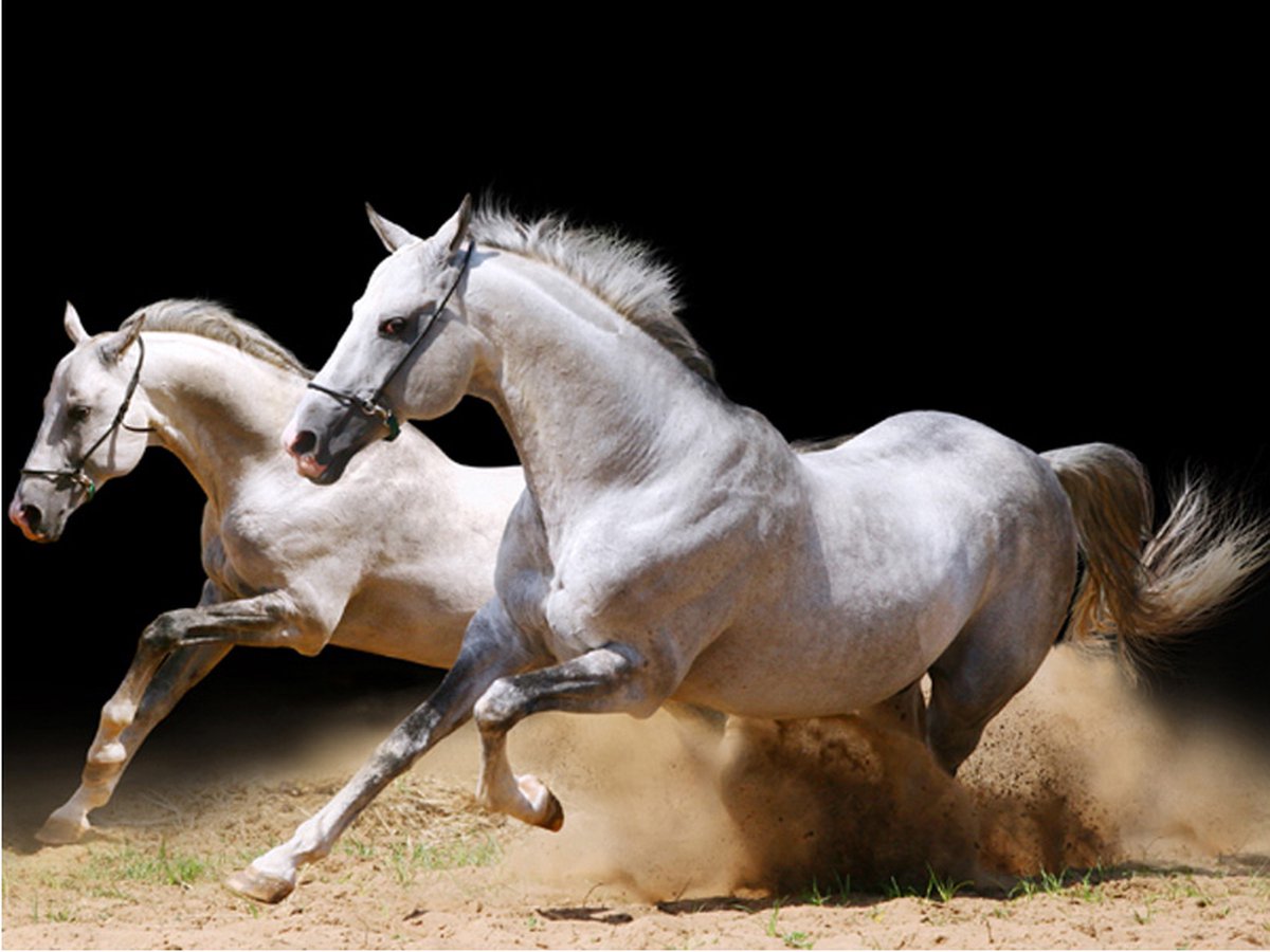 Fotobehang - Galopperende paarden op het zand.