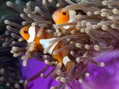 Fotobehang - Clownfish.