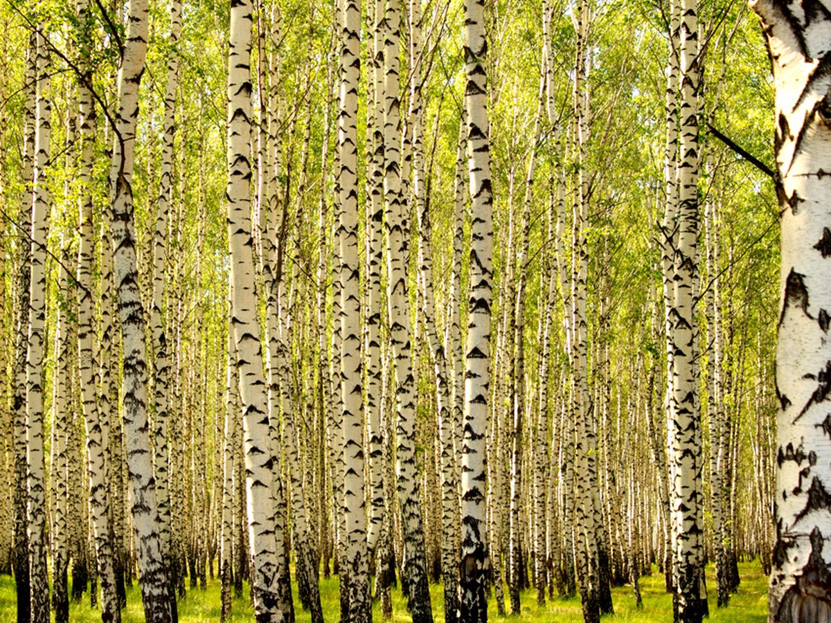 Fotobehang - Berkenbos.