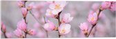 WallClassics - Acrylglas - Kleine Roze Sakura Bloem - 90x30 cm Foto op Acrylglas (Met Ophangsysteem)