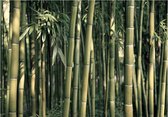 Papier peint photo - Bamboo Exotique