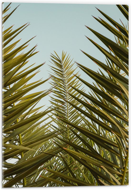 WallClassics - Acrylglas - Palmboom Planten met Blauwe Lucht - 40x60 cm Foto op Acrylglas (Met Ophangsysteem)