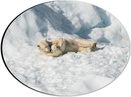 WallClassics - Dibond Ovaal - Slapende IJsbeer in de Sneeuw - 28x21 cm Foto op Ovaal (Met Ophangsysteem)