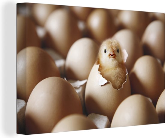 Trappes de poussin de 120x80 cm - Tirage photo sur toile (Décoration murale salon / chambre) / Peintures sur toile Animaux de la ferme