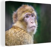 Portrait d'un singe macaque sur toile 30x20 cm - petit - Tirage photo sur toile (Décoration murale salon / chambre) / Peintures sur toile Animaux
