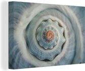 Peintures sur toile - Coquillage spirale gros plan - 60x40 cm - Décoration murale