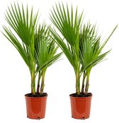 2x Washingtonia Robusta - Mexicaanse Waaierpalm - Palm - Groenblijvend - ⌀17 cm - 60-75 cm