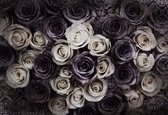 Fotobehang White Grey Roses Flowers | PANORAMIC - 250cm x 104cm | 130g/m2 Vlies