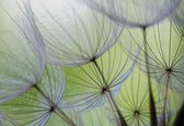 Papier peint Fleurs Forêt Nature | PANORAMIQUE - 250cm x 104cm | Polaire 130g / m2