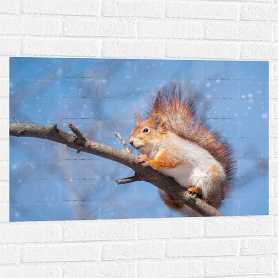 Muursticker - Rode Eekhoorn Zittend op Smalle Tak in Sneeuwbui - 90x60 cm Foto op Muursticker