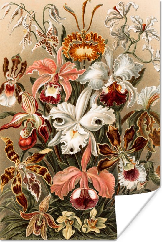 Poster - Kamer decoratie aesthetic - Orchidee - Ernst Haeckel - Bloemen - Natuur - Vintage - Muurposter - Room decoratie aesthetic - 40x60 cm