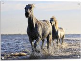 Tuinposter – Rennende Paarden door het Lage Zeewater - 80x60 cm Foto op Tuinposter (wanddecoratie voor buiten en binnen)