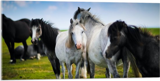 Acrylglas - Kudde Wilde Paarden in Verschillende Kleuren onder Blauwe Lucht - 100x50 cm Foto op Acrylglas (Met Ophangsysteem)