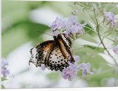 PVC Schuimplaat- Bruin met Zwarte Vlinder met Open Vleugels bij Paarse Bloemen - 80x60 cm Foto op PVC Schuimplaat
