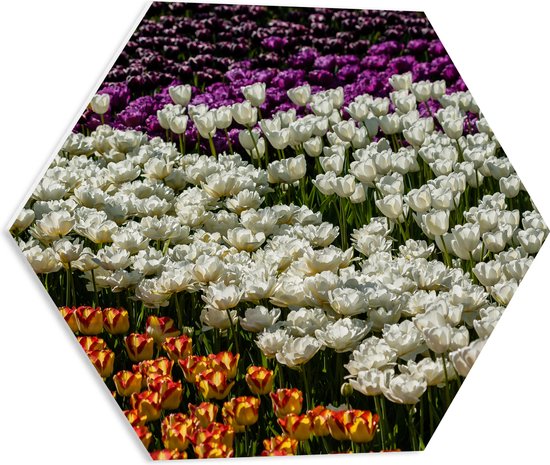 PVC Schuimplaat Hexagon - Bloemenveld van Gele, Paarse, Witte en Oranje Bloemen - 50x43.5 cm Foto op Hexagon (Met Ophangsysteem)