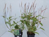 3 stuks | Persicaria amplexicaulis Alba Junior P9